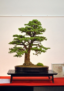 bonsai a bonsai es suiseki mustra kiallitasan a bonsaj fa szimon csaba alkotasa